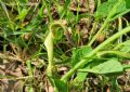 Aristolochia clusii